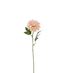 Silkkikukka Zinnia vaaleanpunainen 45 cm Mr Plant