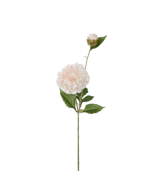 Daalia persikanvärinen 66 cm Mr Plant