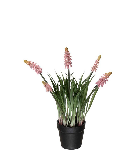 Helmililja vaaleanpunainen ruukussa 28 cm