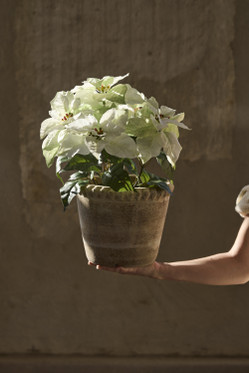 Joulutähti valkoinen 35 cm Mr Plant