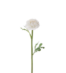 Valkoinen Leinikki 35 cm Mr Plant