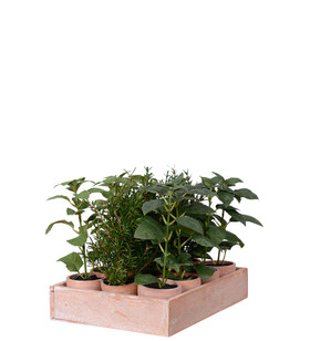 Tekokasvi yrttimix 3 erilaista Mr Plant