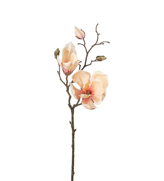 Magnolia persikanvärinen 45 cm Mr Plant