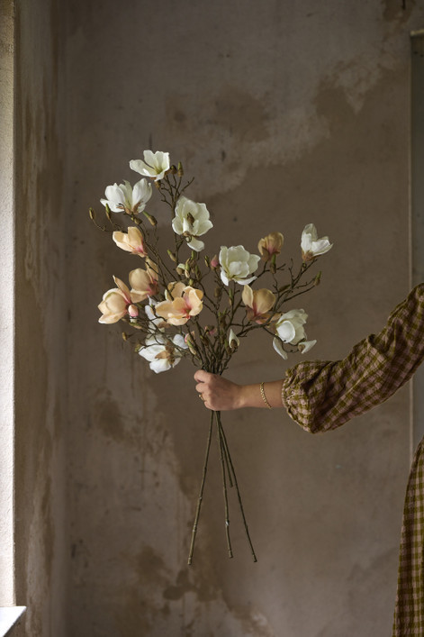 Magnolia persikanvärinen 45 cm Mr Plant