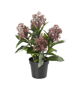 Skimmia Mr Plant