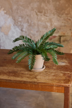Silkkikasvi Saniainen 35 cm Mr Plant