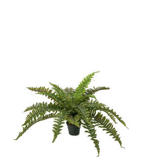 Silkkikasvi Saniainen 35 cm Mr Plant