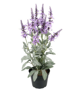 Veronica silkkikukka Mr Plant