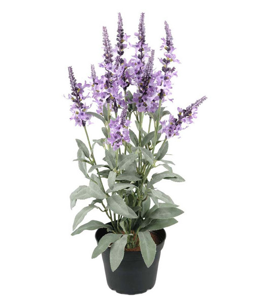 Veronica silkkikukka Mr Plant