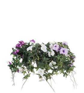 Päivän kukka Mix 45 cm Mr Plant