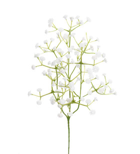 Harsokukka valkoinen 60 cm Mr Plant