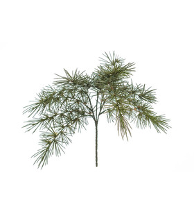 Männynoksa 50 cm Mr Plant