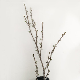 Kirsikanoksa luminen   