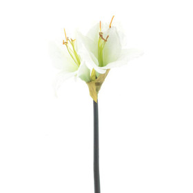 Amaryllis leikkokukka kermanvalkoinen 52 cm