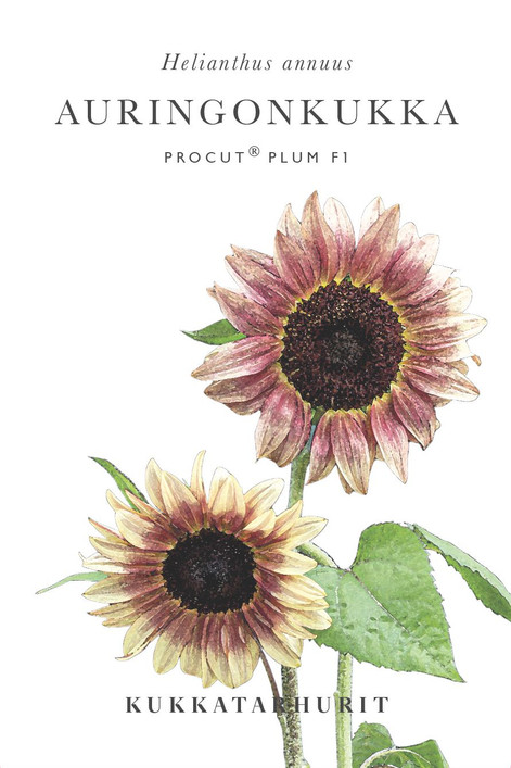 Kukkatarhurit Auringonkukka Procut Plum