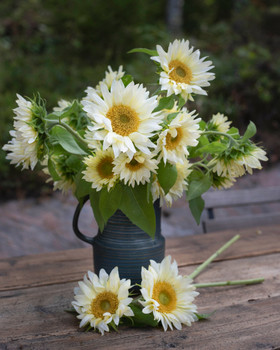 Kukkatarhurit Auringonkukka Procut White Lite