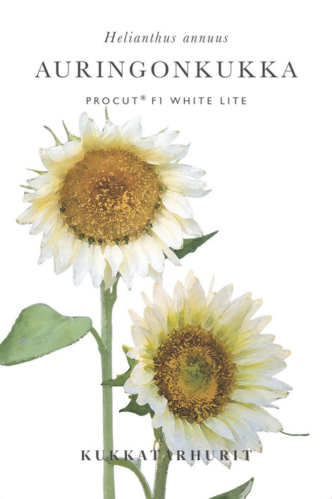 Kukkatarhurit Auringonkukka Procut White Lite