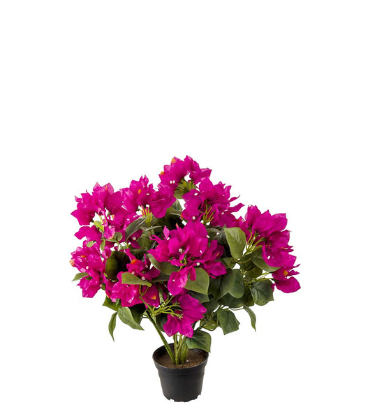 Silkkikukka Bougainvillea kirsikan punainen 40cm