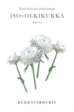 Kukkatarhurit Iso-olkikukka White