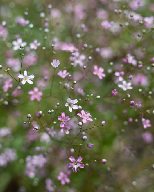 Kukkatarhurit Kesäharso Rosa