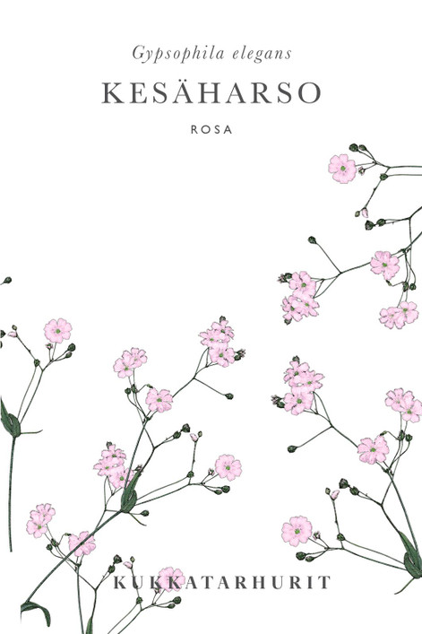 Kukkatarhurit Kesäharso Rosa