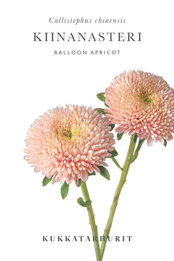 Kukkatarhurit Kiinanasteri Balloon Apricot