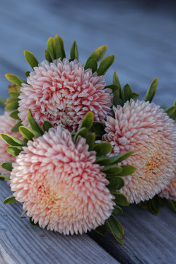 Kukkatarhurit Kiinanasteri Balloon Apricot