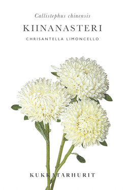Kukkatarhurit Kiinanasteri Chrisantella Limoncello