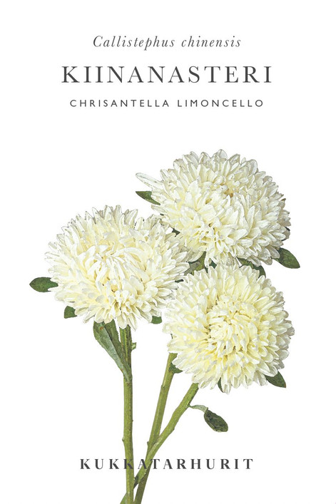 Kukkatarhurit Kiinanasteri Chrisantella Limoncello