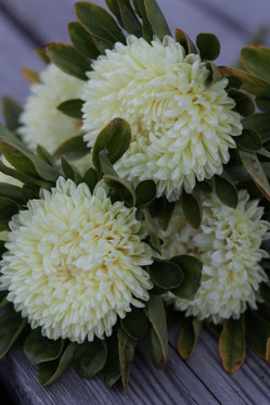 Kukkatarhurit Kiinanasteri Chrisantella Limoncello