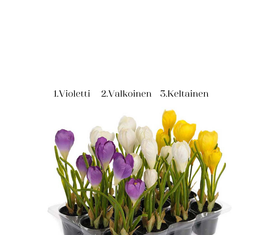 Krookus ruukussa 3 väriä Mr Plant