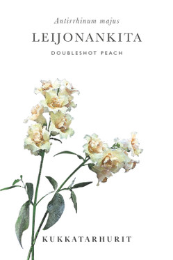 Kukkatarhurit Leijonankita Doubleshot Peach