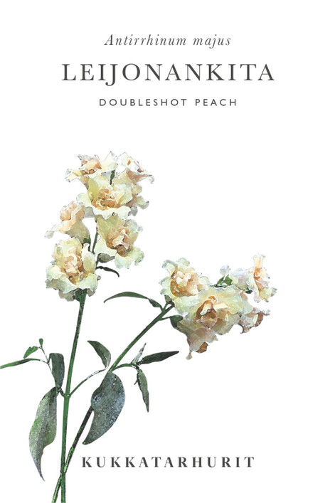 Kukkatarhurit Leijonankita Doubleshot Peach