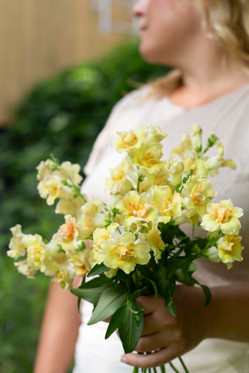 Kukkatarhurit Leijonankita Doubleshot Peach