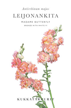 Kukkatarhurit Leijonankita Madame Butterfly Bronze with White