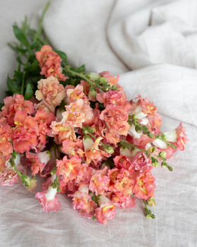 Kukkatarhurit Leijonankita Madame Butterfly Bronze with White