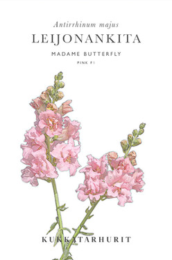 Kukkatarhurit Leijonankita Madame Butterfly Pink