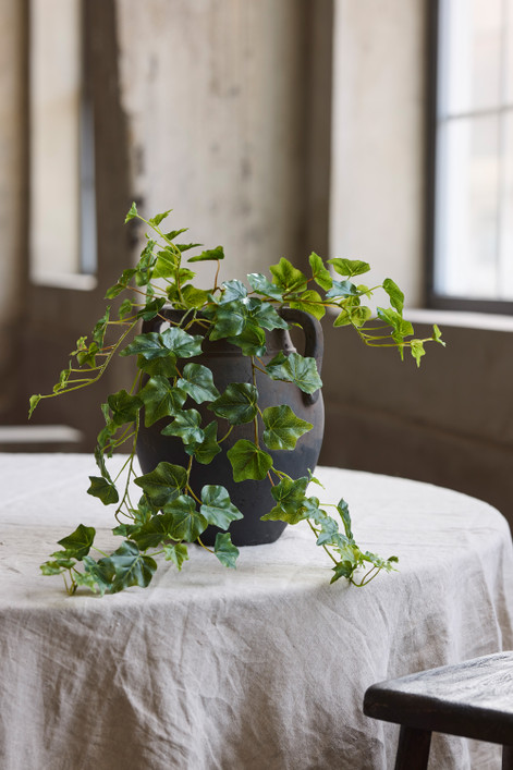 Silkkikasvi Muratti 30 cm Mr Plant