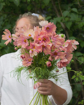 Kukkatarhurit Punakosmos Apricotta