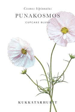 Kukkatarhurit Punakosmos Cupcake Blush