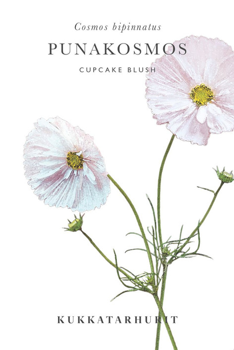 Kukkatarhurit Punakosmos Cupcake Blush