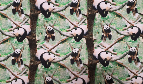 Trikoo Panda