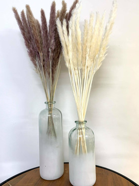 Pampaheinä (15kpl), 70-80 cm