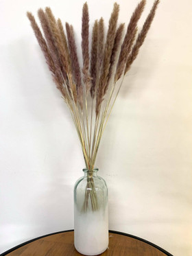 Pampaheinä (15kpl), 70-80 cm