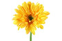 Gerbera, Leanne, keltainen