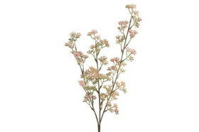 Prunus 65 cm