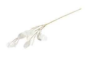 Lunaria biennis, kesäkuuruoho