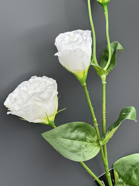 Eustoma valkoinen 67cm