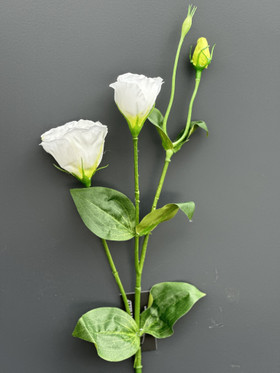 Eustoma valkoinen 67cm