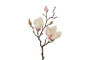 Magnolia kerma/pinkki 48cm